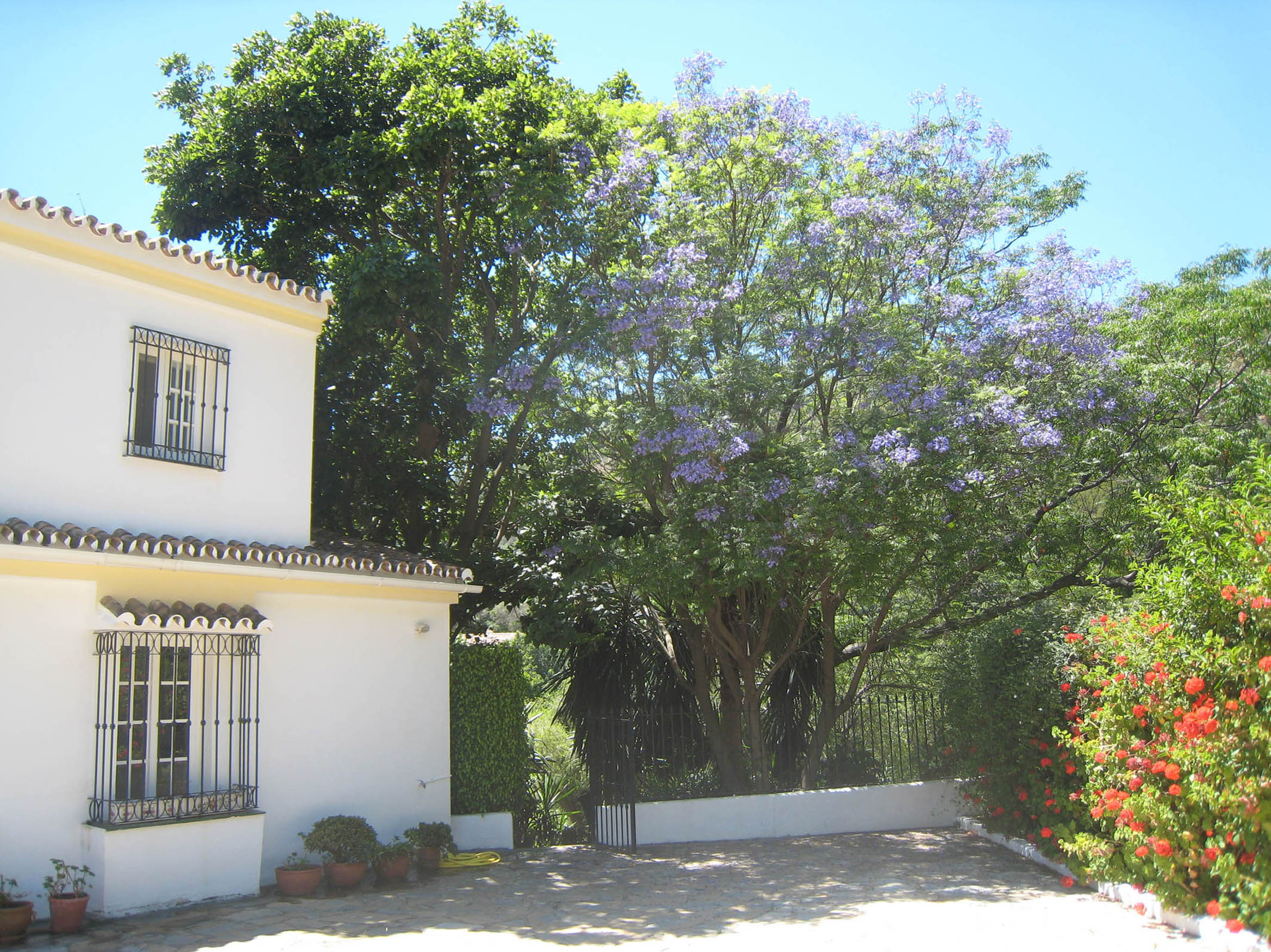 The courtyard and our Jacarandatree